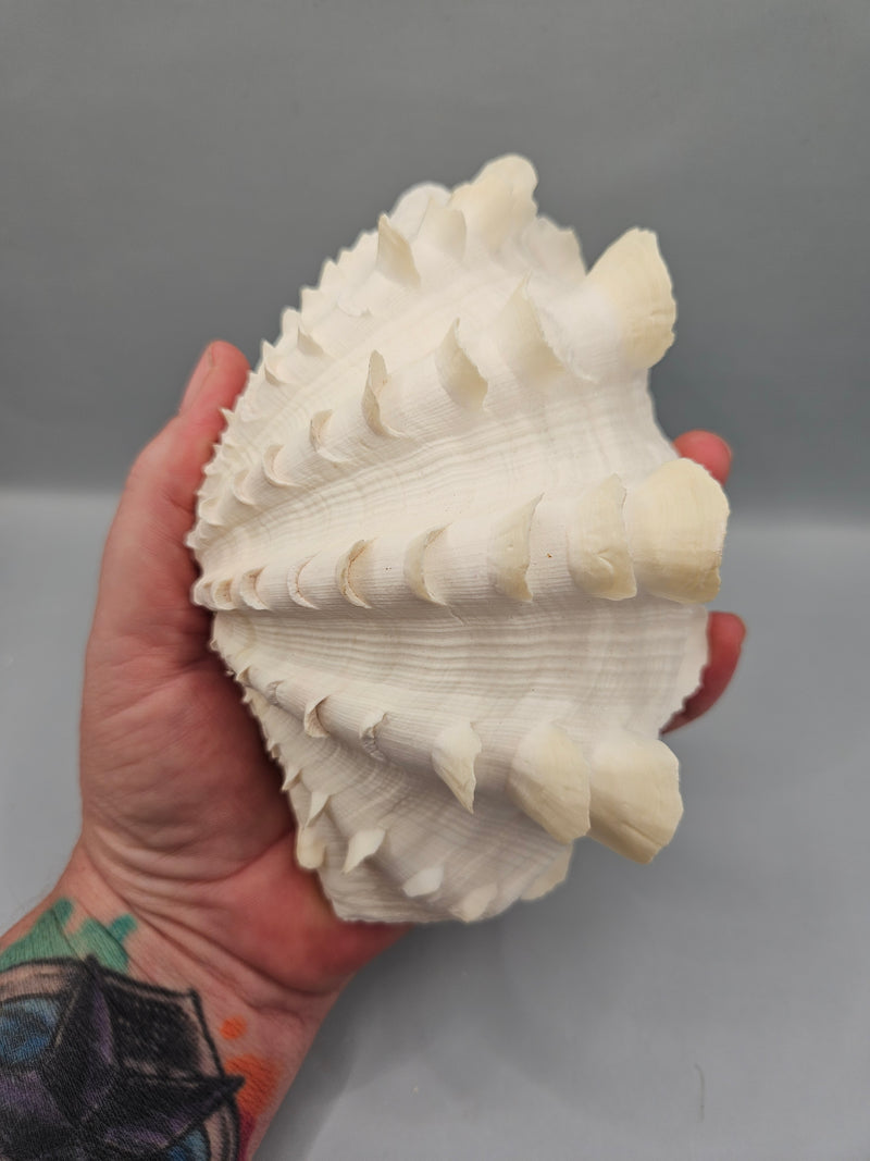 Squamosa clam shell pair, 6 inches wide, featuring natural ridges and textures