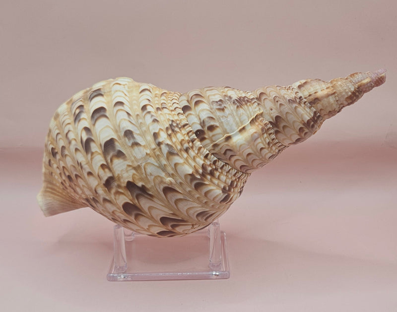 Pacific Triton Shell – 10.5" x 4.5" x 5" – Coastal Nautical Accent