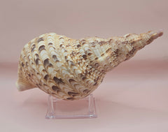 Pacific Triton Shell – 10.5