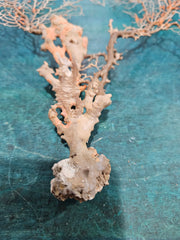 Delicate natural sea fan, 17 inches by 16.25 inches, featuring intricate branching, perfect for coastal décor or wall display.