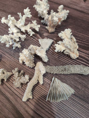 DIRTY Unbleached- Mixed White Coral Pieces Crafting Assortment- Broken Scrap Lot