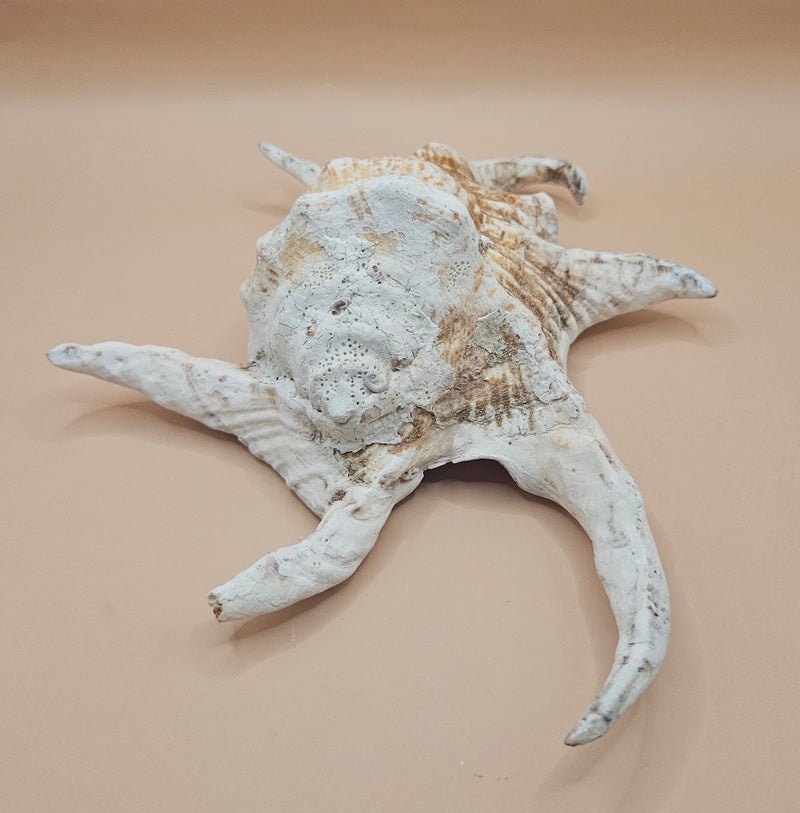 Lambis truncata spider conch shell with curved spines, natural tan and cream coloring, 9.5 inch display shell for coastal home decor