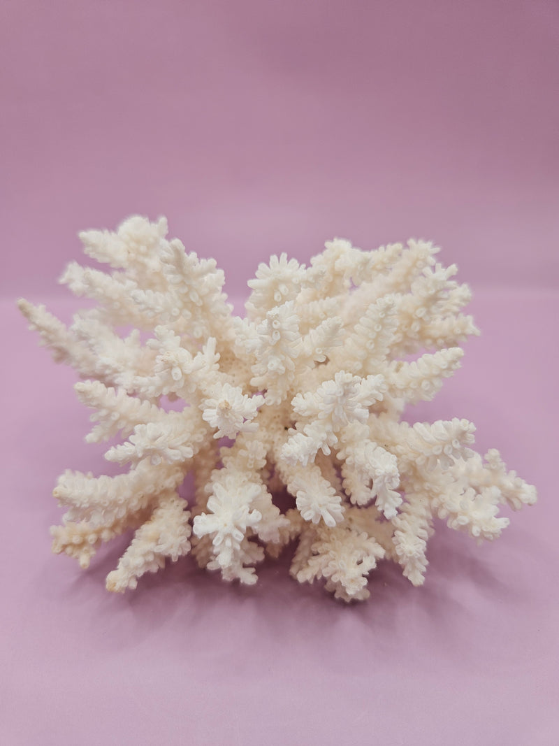 Table Coral ACROPORA LATISTELLA 5"