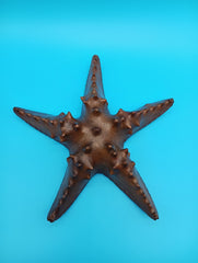 Hand carved wooden starfish coastal décor 9–10