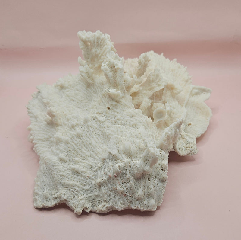 Ruffled vintage Merulina coral specimen with layered fan-like structure on pink background