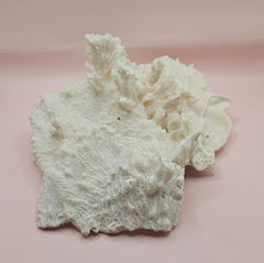 Ruffled vintage Merulina coral specimen with layered fan-like structure on pink background