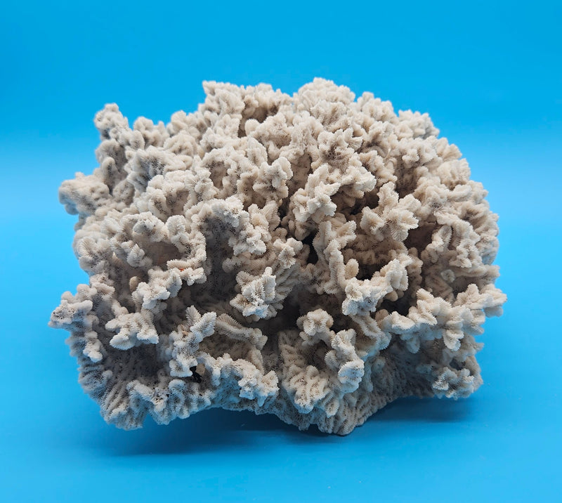 Vintage Merulina coral specimen for coastal home decor - natural marine piece