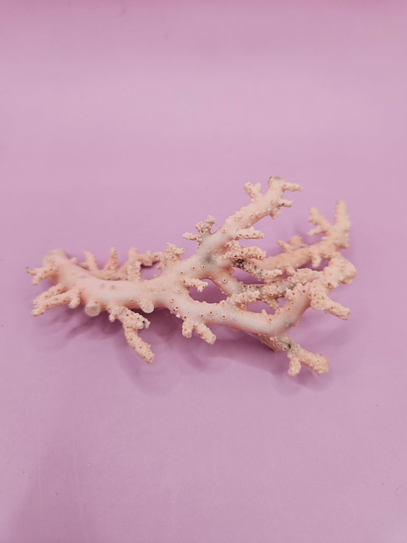 Ultra RARE Vintage Ivory Peach Stylaster Coral- 3.5"x2"x1"