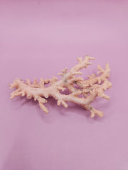 Ultra RARE Vintage Ivory Peach Stylaster Coral- 3.5