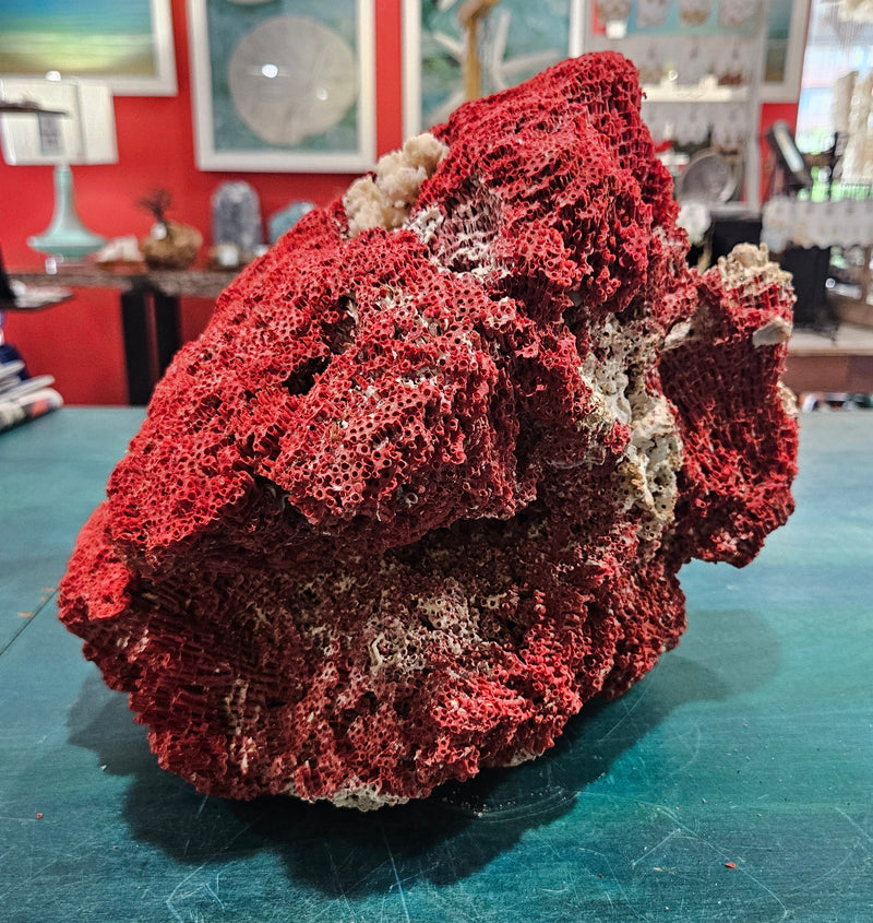 Vintage Red Pipe Coral Cluster with White Branch Coral – 13x11.5x10 Marine Specimen