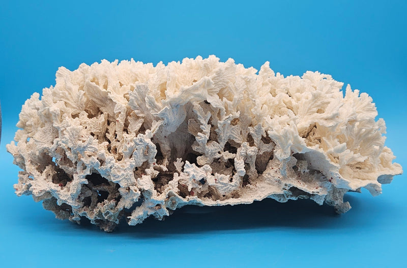 Merulina Coral 18.25"-Coastal coral display