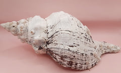 Large white horse conch shell with barnacles, 11.5 inches long