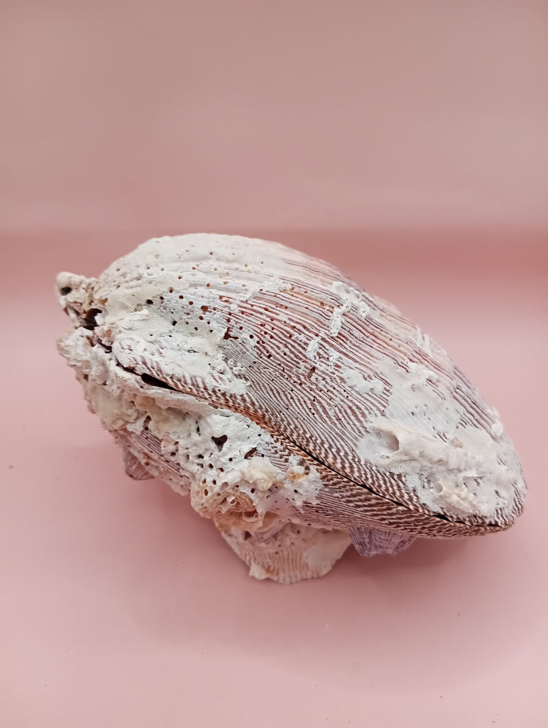 Natural Lion's Paw seashell pair measuring 5 by 5.1 inches with coastal texture and marine encrustations