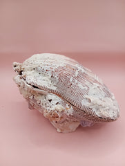 Natural Lion's Paw seashell pair measuring 5 by 5.1 inches with coastal texture and marine encrustations