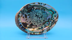 Green Abalone Shell with Pearl – 8