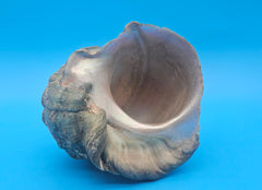 Large raw green Marmoratus Turban display shell for coastal home decor - premium natural specimen