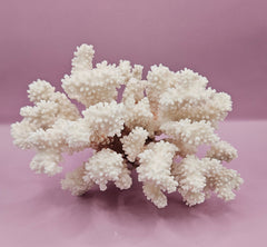 Vintage brownstem coral natural specimen for coastal deco