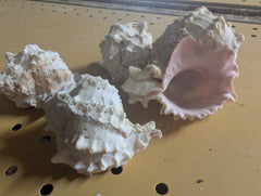 Raw Pink Murex Shells 2-4