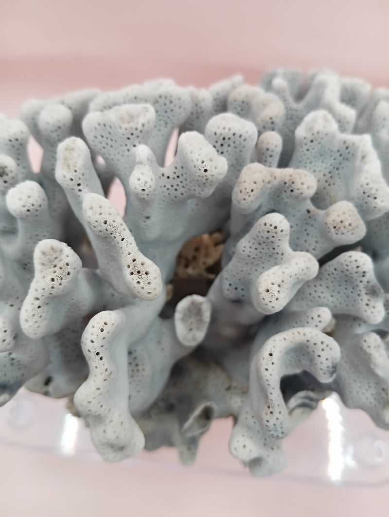 Vintage Blue Ridge Coral with blue-grey texture – 6.8 inch coastal display decor piece
