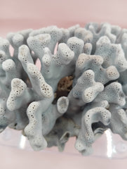 Vintage Blue Ridge Coral with blue-grey texture – 6.8 inch coastal display decor piece