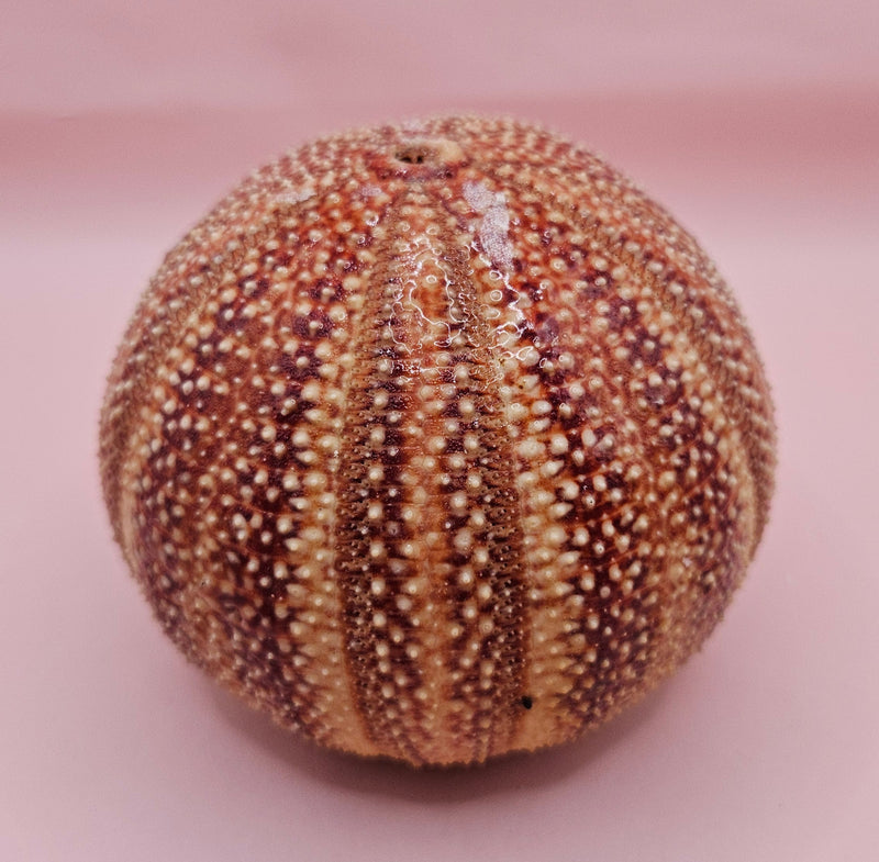  Rounded red and cream sea urchin shell on pink background, perfect for display
