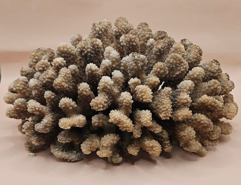  Vintage Acropora cluster coral specimen with dense branching, 11x8x4.75 inches