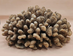  Vintage Acropora cluster coral specimen with dense branching, 11x8x4.75 inches