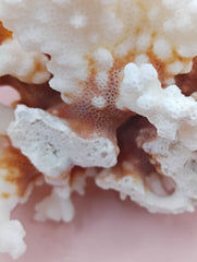 Vintage Brownstem Coral with natural branch form – 7.5 x 4.5 x 5 inches coastal decor accent