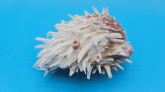 Hinged white Spondylus shell with long spines and orange accents, shown open and closed on blue background