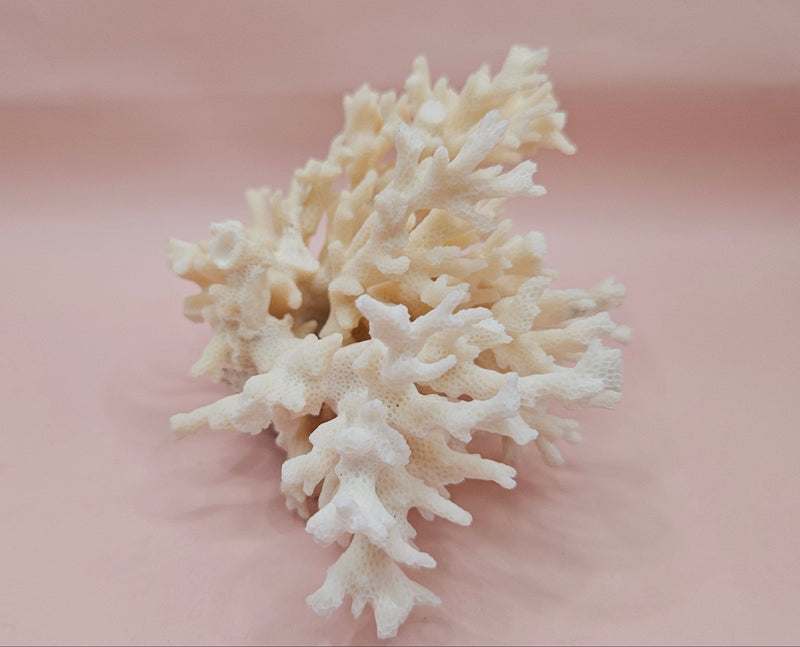 Table Coral Acropora hyacinthus Specimen – 5.3” Coastal Decor