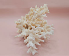 Table Coral Acropora hyacinthus Specimen – 5.3” Coastal Decor