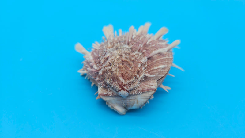  Spiny reddish-brown Spondylus shell pair opened and closed, displayed on a bright blue background