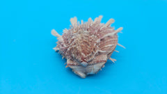  Spiny reddish-brown Spondylus shell pair opened and closed, displayed on a bright blue background