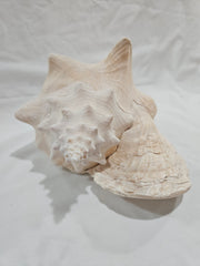 Queen Conch Shell