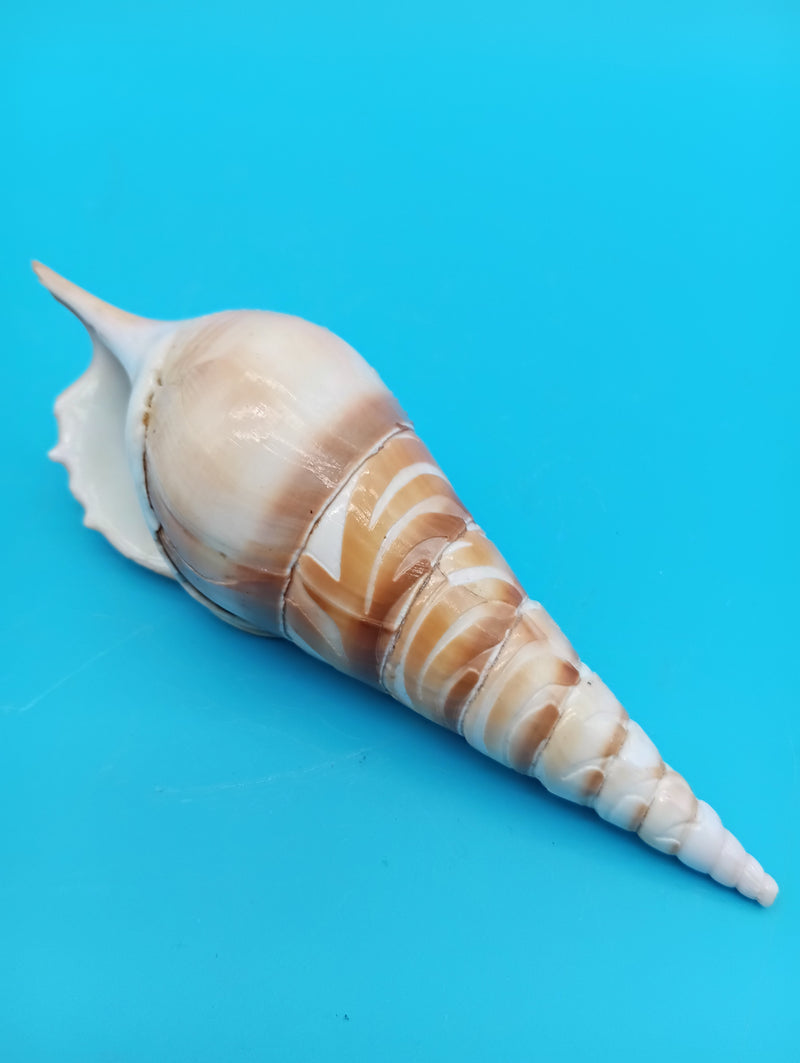 5.3" carved Tibia shell with palm tree coastal scene