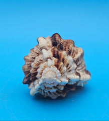 Bill Snipe shell with long tapered siphonal canal and dark brown ridges on a light cream base, placed on blue background