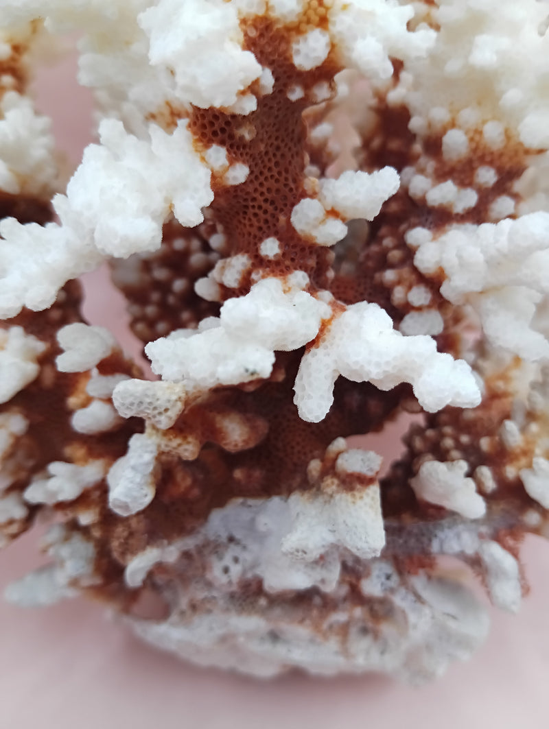 Vintage Brownstem Coral with textured brown branches – 10 x 8.25 x 6.5 inches coastal display piece
