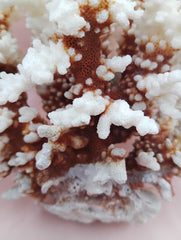 Vintage Brownstem Coral with textured brown branches – 10 x 8.25 x 6.5 inches coastal display piece
