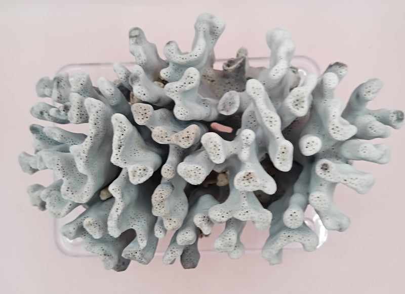 Vintage Blue Ridge Coral with blue-grey texture – 6.8 inch coastal display decor piece