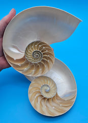 Set of matching Tiger Nautilus shell halves showing polished spiral interiors and pearly finish on blue background