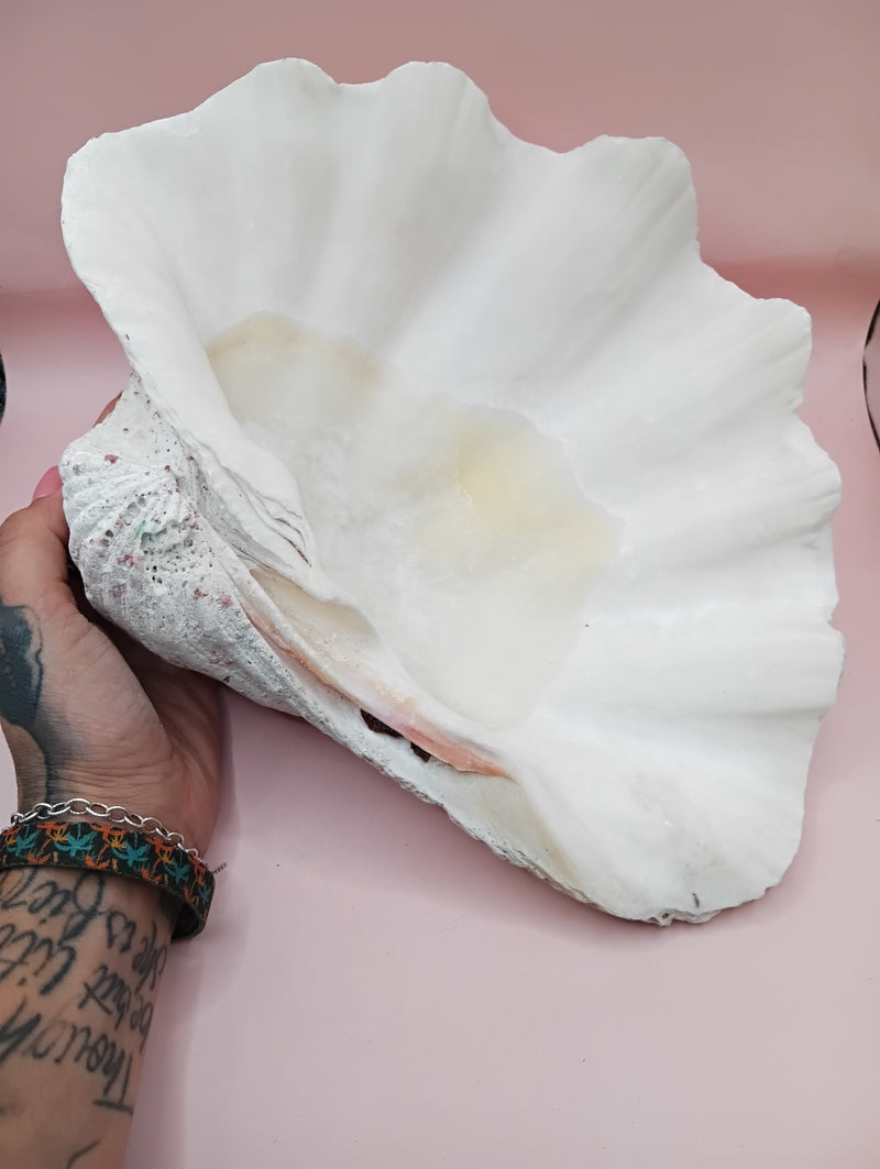 Giant clam shell half 11.7 inches – coastal decor centerpiece