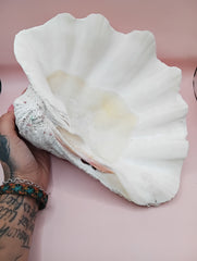Giant clam shell half 11.7 inches – coastal decor centerpiece