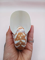 Tiger Nautilus Shell – Striking Natural Ocean Decor 4