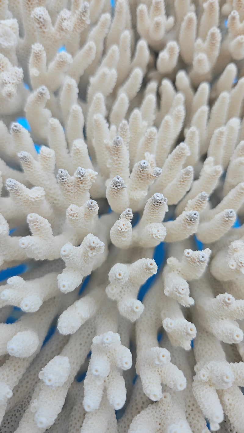 Vintage table coral specimen for coastal home decor - natural marine piece