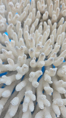 Vintage table coral specimen for coastal home decor - natural marine piece