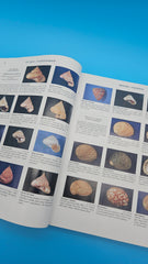 Compendium of Seashells hardcover book by R. Tucker Abbott and S. Peter Dance, 1991 edition with over 4,200 full-color marine shell photographs.