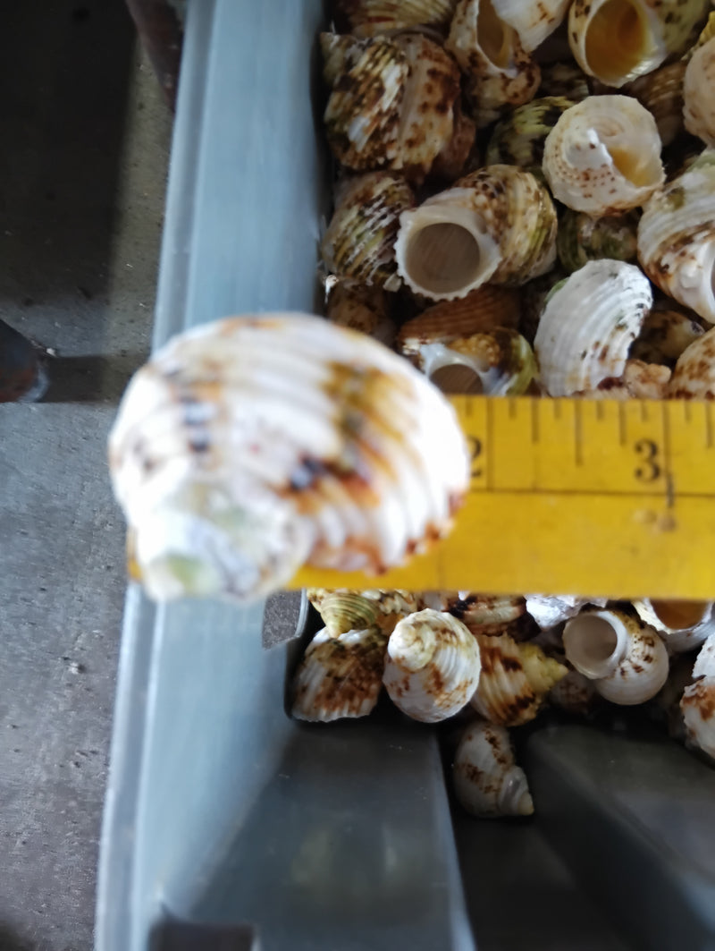 NEW Gold and Silver Mouth Turban Shells (Turbo Chrysostomus & Argyrostoma)