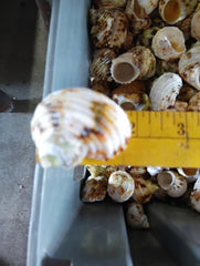 NEW Gold and Silver Mouth Turban Shells (Turbo Chrysostomus & Argyrostoma)