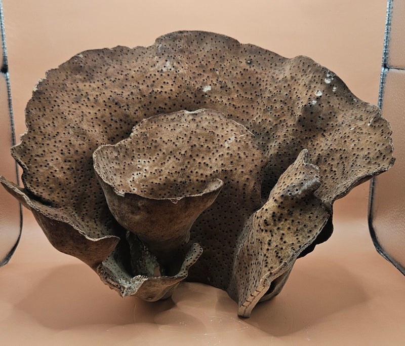 Natural Black Cup Coral with deep brown-black tones and layered cup-like formations, ideal for coastal décor, ocean-inspired styling, or marine biology collections
