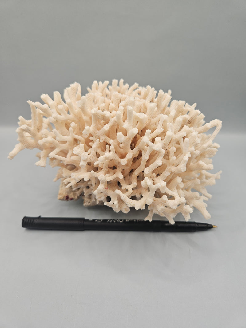 A 6.5"x5.5" Table Coral Acropora Latistella with intricate branching patterns, ideal for ocean or coastal-themed decor.